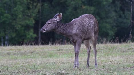 el ciervo sambar es una especie vulnerable debido a la pérdida de hábitat y la caza