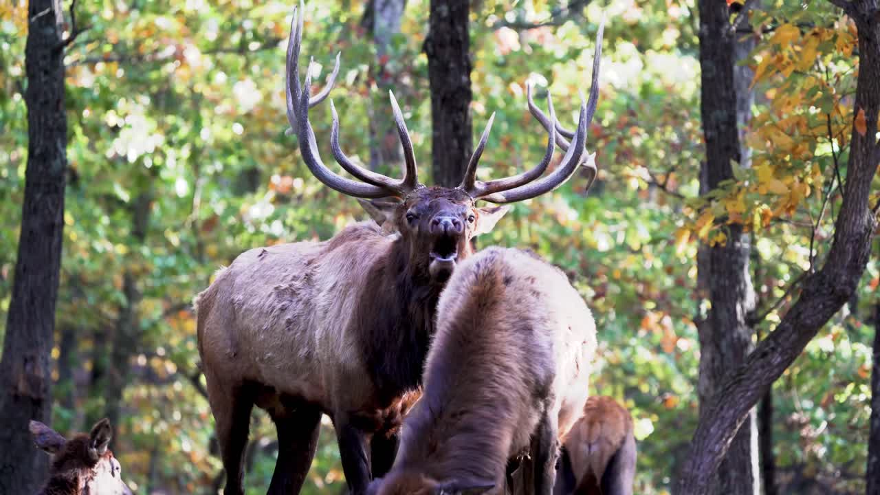 corneta de alce toro frente a alce hembra durante la rutina de otoño