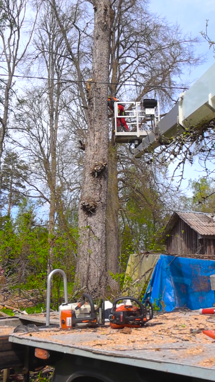 Professionel arborist med sikkerhedsudstyr, der betjener en motorsav fra en liftplatform for at fælde et meget stort træ, med skovhuggerudstyr synligt på et lastbilslad i forgrunden.