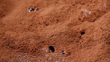 Close-up view of tiramisu with chocolate powder