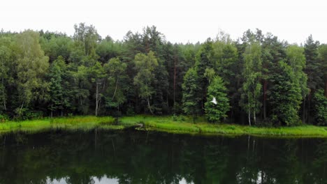 Magnificent-Lush-Forest-Landscape-By-The-Edge-Of-The-Water-In-Pradzonka-Poland---aerial-shot