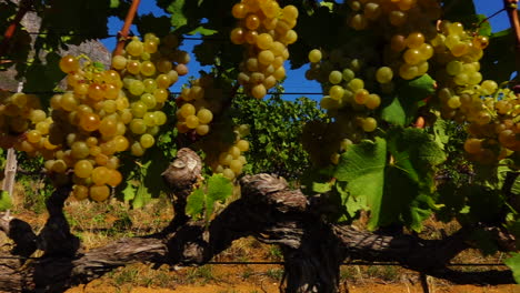 vineyards of the western cape