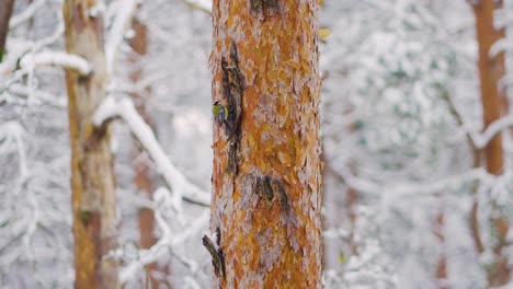 little bird walking on a pine tree