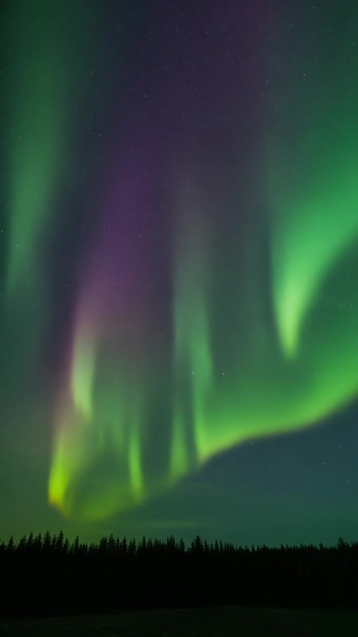 Levende grønt og magenta nordlys, der glimter over en mørk silhuet af fyrretræer om natten