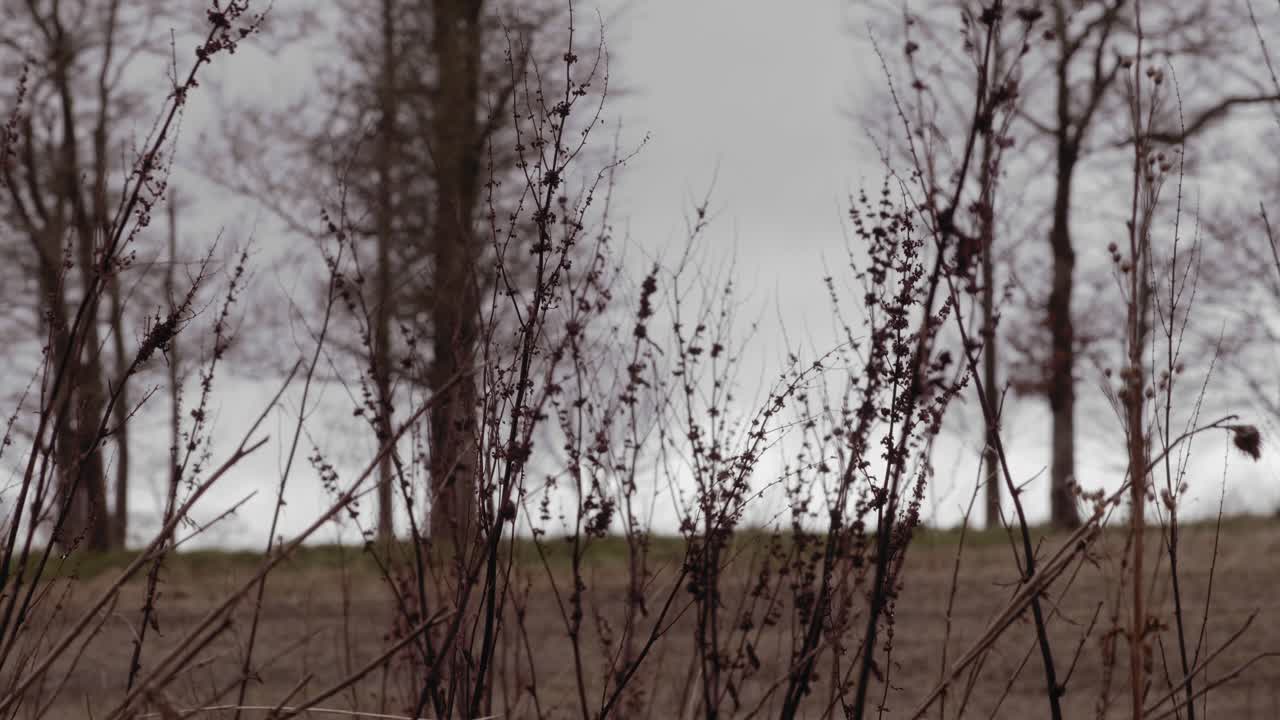 Trees in background behind overgrown weeds on overcast autumn day, rack focus