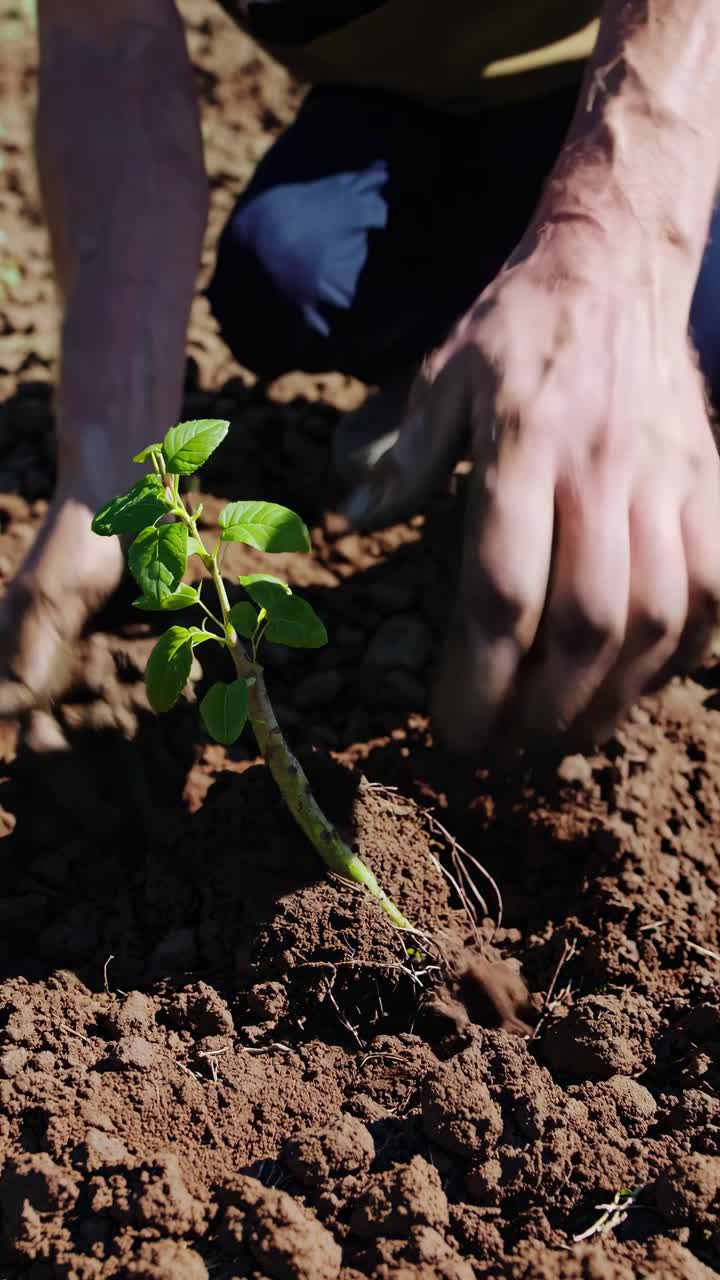 Agricultores plantando pequeñas plántulas verdes en suelo de campo seco