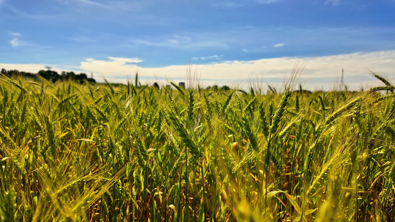 campo de trigo dorado bajo un cielo azul brillante en letonia