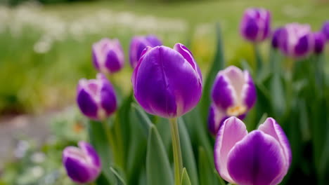 purple and pink tulips in bloom
