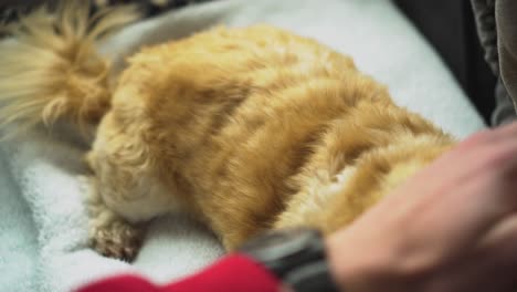 Owner-pets-small-white-dog's-back,-close-up