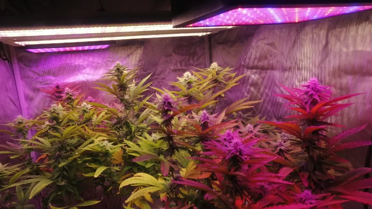 plantas maduras de cannabis con hojas soplando en el viento que crecen bajo luces led de espectro completo en el cultivo casero de bricolaje para marihuana medicinal, cbd, thc, marihuana, cáñamo.