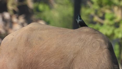 buffalo skin - bird