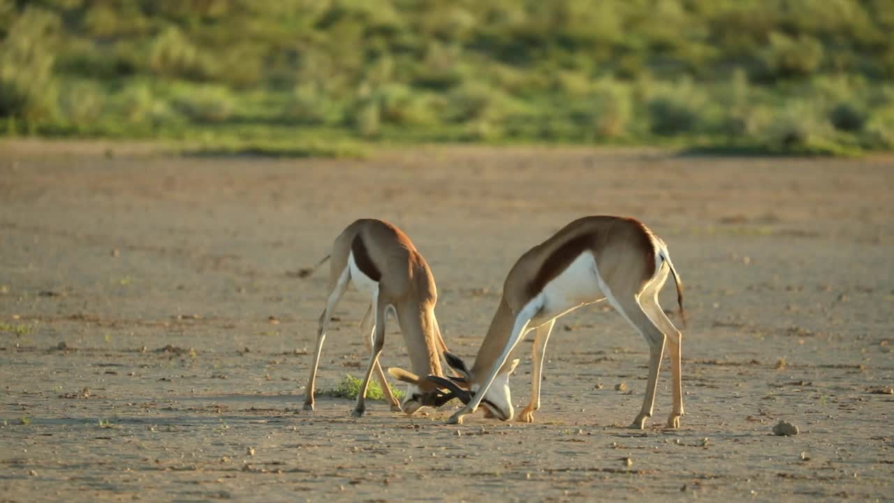 dos gacelas macho chocan cuernos en las llanuras del parque transfronterizo kgalagadi