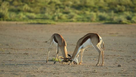 Dos-Machos-De-Gacela-Chocando-Cuernos-En-Las-Llanuras-Del-Parque-Transfronterizo-De-Kgalagadi