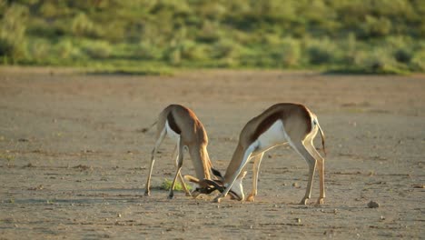 dos gacelas macho chocan cuernos en las llanuras del parque transfronterizo kgalagadi