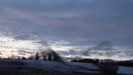 starling murmurations with against the evening sky at tarn sike nature reserve cumbria uk