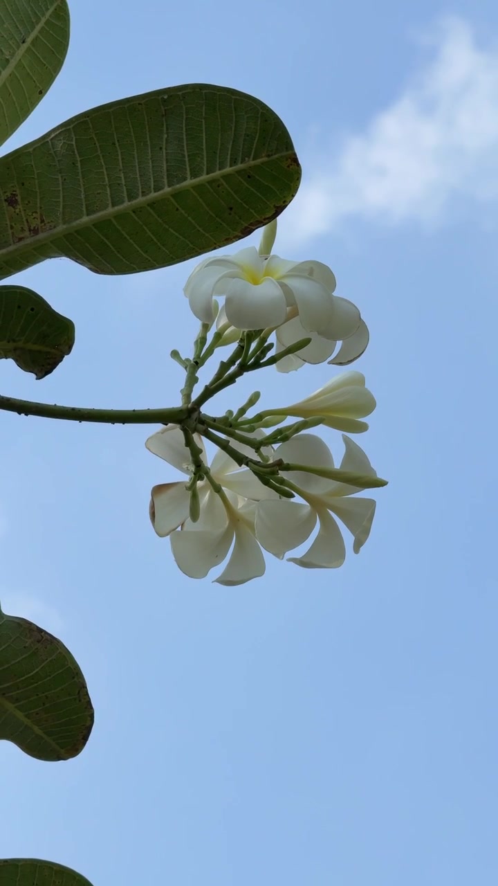 Fiori di plumeria bianchi che sbocciano contro un cielo azzurro limpido