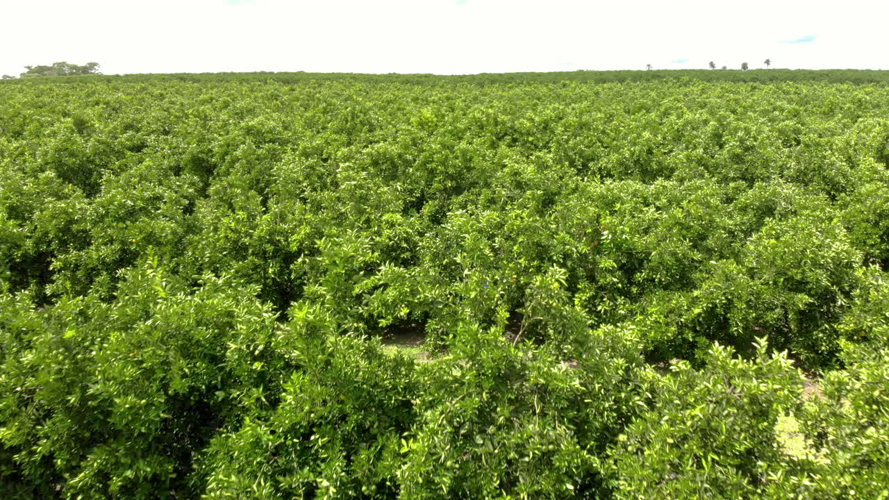 campo de naranjos. hermosos campos de naranjos en el campo brasileño