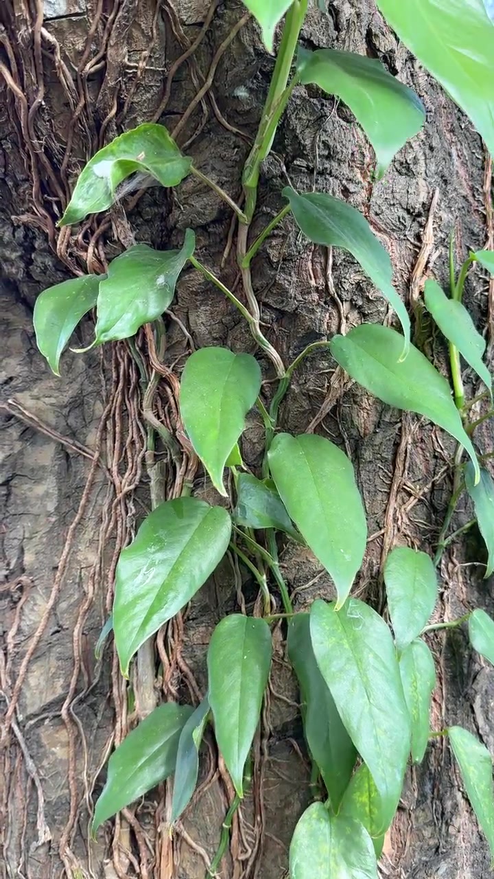 Hera verde trepando em um tronco de árvore texturizado