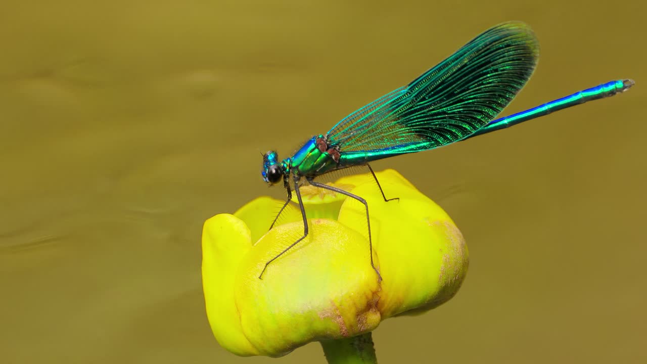 La damigella splendente (Calopteryx virgo) è una libellula europea appartenente alla famiglia Calopterygidae. Si trova spesso lungo corsi d'acqua a scorrimento rapido, dove è più a suo agio.