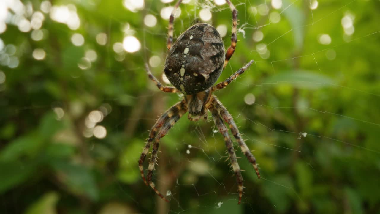Close up panning shot of a european garden spider on a web in a wooded area with golden light through trees