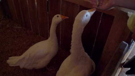 man feeding domestic geese