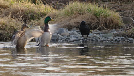 par de cercetas de alas verdes aleteando sus alas y luego siendo perseguidas por un gran cuervo en el río futakotama en tokio, japón - cerrar