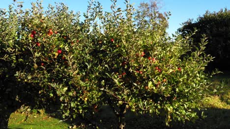 green apple tree with red apples