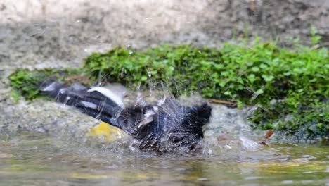 White-rumped-Shama-bathing-in-the-forest-during-a-hot-day,-Copsychus-malabaricus,-in-Slow-Motion