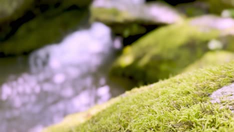 moss along stream bed in blue ridge mountains, appalachian mountains