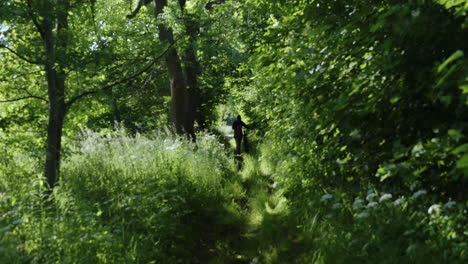 cyclist disappears into lush overgrown forest trail pathway in summer light