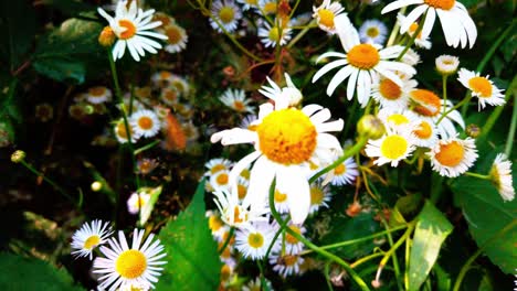 close up shot of blooming daisy flowers