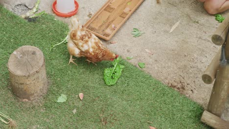 hen eating leaf of lettuce on farm