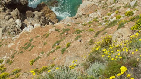 gaviotas incubando huevos cerca de un acantilado escarpado, cerdeña