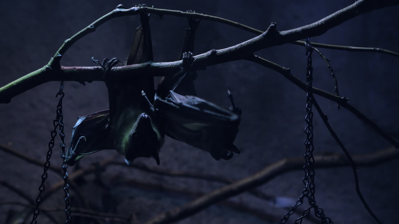 большие фруктовые летучие мыши в темной пещере