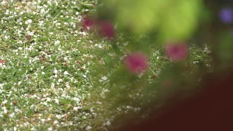 Hagel-Auf-Gras-Nach-Sturm