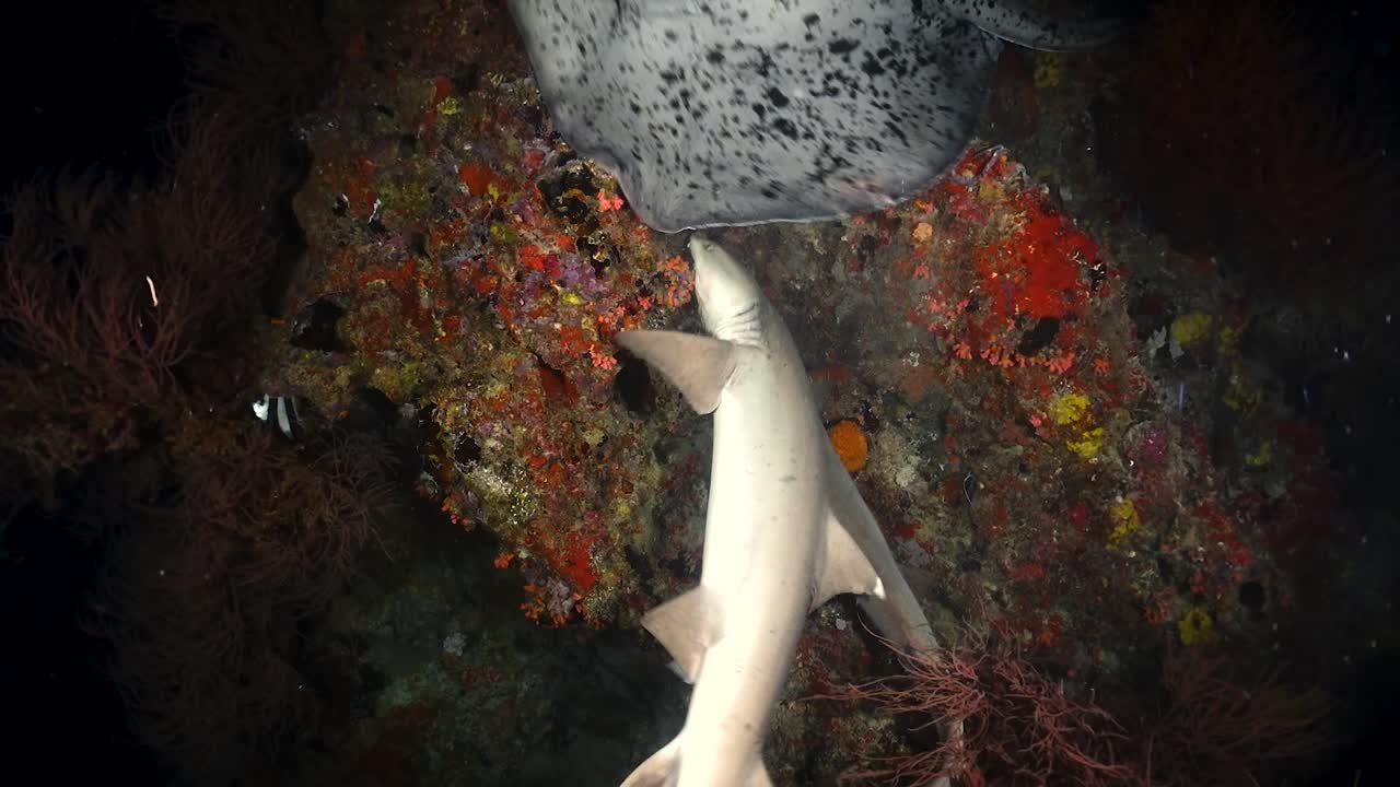 dos tiburones de punta blanca se alimentan y nadan en un colorido arrecife de coral con una pequeña raya en la noche a 30 fps