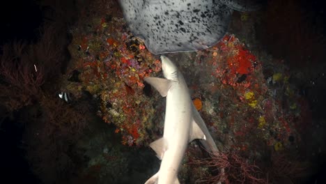 two white tip sharks feed and swim around on a colourful coral reef with a small stingray at night in 30fps