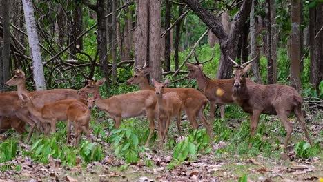 the eld's deer is an endangered species due to habitat loss and hunting