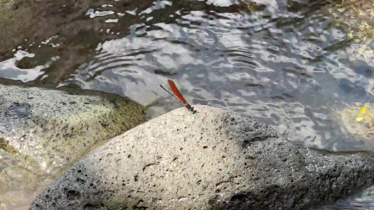Red Dragonfly Resting on a Rock by a Flowing Stream