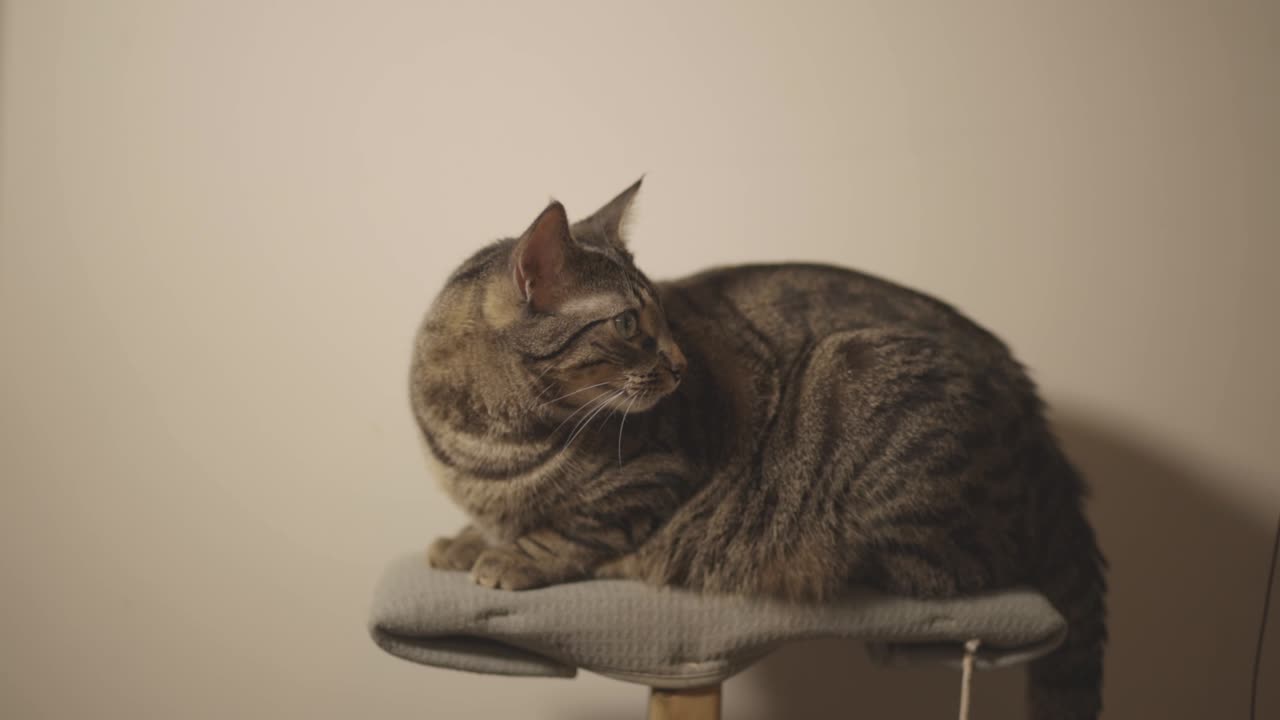 любопытная черная полосатая кошка, сидящая на табурете возле стены