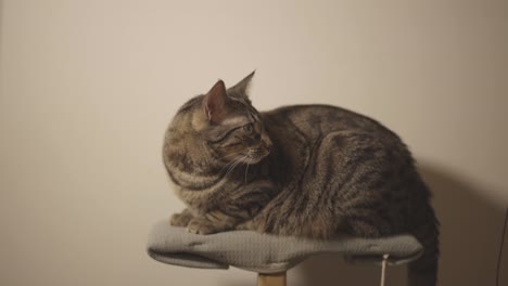 Un-Curioso-Gato-Rayado-Negro-Sentado-En-El-Taburete-Al-Lado-De-La-Pared