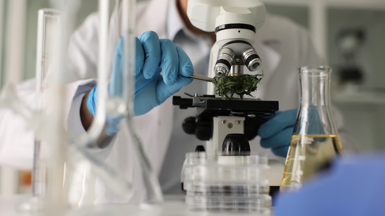 Scientist examining cannabis sample under a microscope in a laboratory