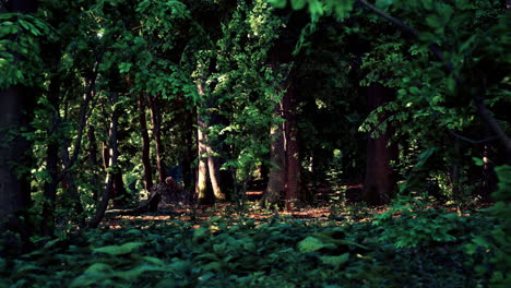 la luz del sol salpicando a través de un denso bosque