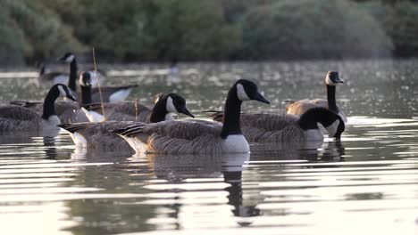 a flock of geese shaking their heads in the morning water