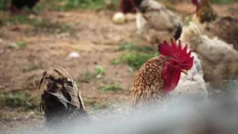 Cerca-De-Un-Gallo-Rojo-Con-Gallinas-En-El-Pueblo-De-Granja-Orgánica,-Hermosos-Gallos