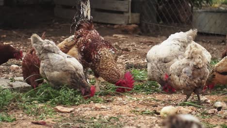 young white chickens and roosters walk free-range and peck grass