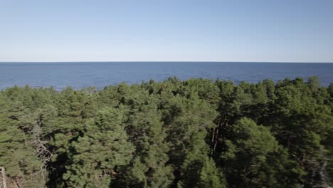 paralaje aéreo de un bosque de pinos frente al vasto océano, el mar báltico