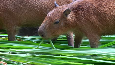 close up shot of a group off capybaras feeding and chewing on green leaves