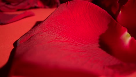 dark shadow hiding a beautiful red rose is illuminated by moving light to reveal petal details.