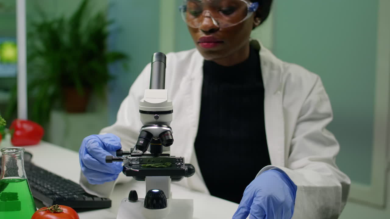 African researcher taking green leaf sample from petri dish putting under microscope